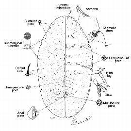   Coccus pseudohesperidum  
 Illustration by R.J. Gill 